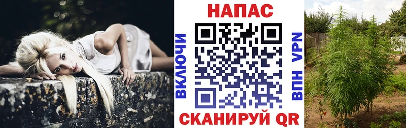 shop телеграм  МЕГА tor  Назрань  купить наркотик  Конопля гибрид 